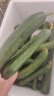 新鲜现摘水果小黄瓜嫩青瓜生吃蘸酱脆甜无刺小青瓜特级山东蔬菜 特惠5斤 单果70g起 实拍图
