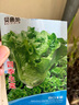 贝意品生菜种籽清脆爽口四季种子阳台盆栽菜园沙拉蔬菜籽种子菜籽大全 实拍图