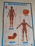 人体肌肉神经解剖挂图（3张）/套西医解剖图 医学卫生保健图 经络穴位挂图 家庭养生保健图 实拍图