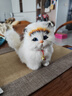 元氣小猴 仿真动物模型小猫咪儿童动物毛绒玩具会叫的猫玩偶仿真猫咪公仔圣诞节 真毛黑耳+铃铛 实拍图