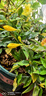 法国香水茉莉花苗冬季带花苞长青绿植花卉盆栽 黄茉莉爬藤植物耐寒花卉 法国香水小苗原土发货 含盆 实拍图