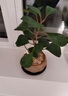 八芽盆栽小盼菩提树植物室内禅意盆景办公室桌面好养绿植源头直发包邮 莲花盆菩提（含方木托+紫砂托） 实拍图