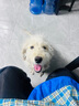狼孩儿金毛狗粮40斤成犬幼犬中大型狗粮10斤孕犬老年犬全犬期天然粮20斤 10kg四拼粮(金毛狗粮20斤) 实拍图
