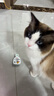 帕特 鹌鹑蛋小勺湿粮猫零食可搭配主食肉沫鹌鹑蛋羹18g*10条 实拍图