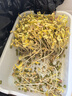 九千谷育苗盆芽苗菜盘种植发芽盆发豆芽神器黄绿豆芽无土栽培水培盘3901 实拍图
