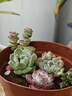 懋扬多肉植物室内小盆栽精品高端多肉大颗株好养花卉绿植阳台客厅 【随机】12颗植物不重复 实拍图