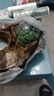 腊八糖蒜正宗绿蒜新鲜蒜头山东特产大蒜腌制泡菜糖醋咸菜批发饭菜 高品质腊八蒜【3罐装】共1500克 实拍图