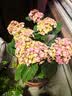 花翁绣球花苗无尽夏大花幸运八仙花阳台室内庭院花卉盆栽植物源头直发 实拍图