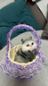 亦趣会叫仿真提篮猫咪毛绒玩具篮子猫玩偶花篮猫女孩儿童生日礼物 提篮蓝色蕾丝黄头猫带叫声 实拍图