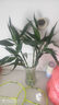【富贵竹】水培节节高室内绿植客厅招财植物鲜花卉好养常绿七夕 绿色水培富贵竹70cm5枝 实拍图