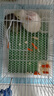 贝尼宠 兔子笼 兔子窝 兔笼子 不含兔子 宠物兔子小兔子 兔子笼50#含水壶脚垫窝垫1-3只 实拍图