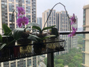 长万家花架置物架阳台铁艺悬挂栏杆花架多肉收纳花盆摆放绿萝装饰架 圆角120*25*12cm 实拍图