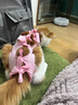 MIFLAME猫咪绝育服公猫母猫术后恢复防舔衣断奶戒奶服薄款防脱设计M码 粉红色 m码（6-12斤） 实拍图