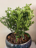 开时果 正宗胡椒木盆栽清香型 桌面植物苗防驱蚊草绿植盆景源头直发包邮 【6年大苗】原生盆+肥料 实拍图