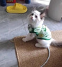 阿莫尔小狗狗猫咪衣服夏季薄款泰迪比熊博美背心宠物小型幼犬透气防掉毛 牛油果（夏季） XL 建议9-12斤 背长37cm 实拍图