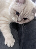 玫斯（metz）猫粮无谷天然猫粮成猫幼猫全阶段鲜肉孕猫全价奶糕猫粮 pro系列升级全期猫粮 6.8kg 实拍图