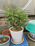开时果 正宗胡椒木盆栽清香型 桌面植物苗防驱蚊草绿植盆景源头直发包邮 【6年大苗】原土发货+肥料 实拍图