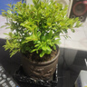 开时果 小叶赤楠盆景摆件 办公室桌面绿植花卉好养盆栽植物源头直发包邮 鹿踏祥云盆+苔藓+底座 实拍图