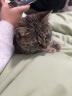 汪野君养猫新手全套用品猫砂盆套装喂食喂水器绒布猫窝猫玩具组合十件套 实拍图