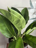 双盟金钻绿公主办公室绿植盆栽吸毒王吸甲醛大号3棵原盆1盆装源头直发 实拍图