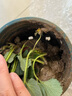滨淇草莓苗奶油草莓四季草莓苗当年结果 套装带盆带土1棵源头直发 实拍图