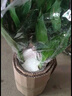 绿有意观音竹富贵竹水培植物带根花卉绿植绿萝室内盆栽转运竹子水养好养 观音竹3棵（冬瓜玻璃瓶）+营养液 实拍图