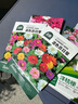 北蔬 百日草花种子苗百日菊混色重瓣四季花籽 混色百日草种子约1000粒 实拍图