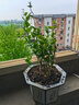 【雅之典】重瓣茉莉花盆栽室内观花植物四季好养带花苞开花不断绿植 (推荐款)茉莉花10-12颗【原盆】 好养活 实拍图