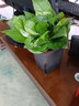双盟绿萝盆栽除甲醛花卉绿植办公室新房净化空气110方黑10盆源头直发 实拍图