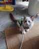阿莫尔小狗狗猫咪衣服夏季薄款泰迪比熊博美背心宠物小型幼犬透气防掉毛 牛油果（夏季） XL 建议9-12斤 背长37cm 实拍图