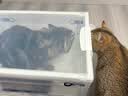 Dr.Mut宠物雾化器雾化箱猫咪狗狗吸氧箱家用手持雾化套装肺炎呼吸可折叠 雾化器+大号雾化箱 56L*1包 -雾化组合套装 实拍图