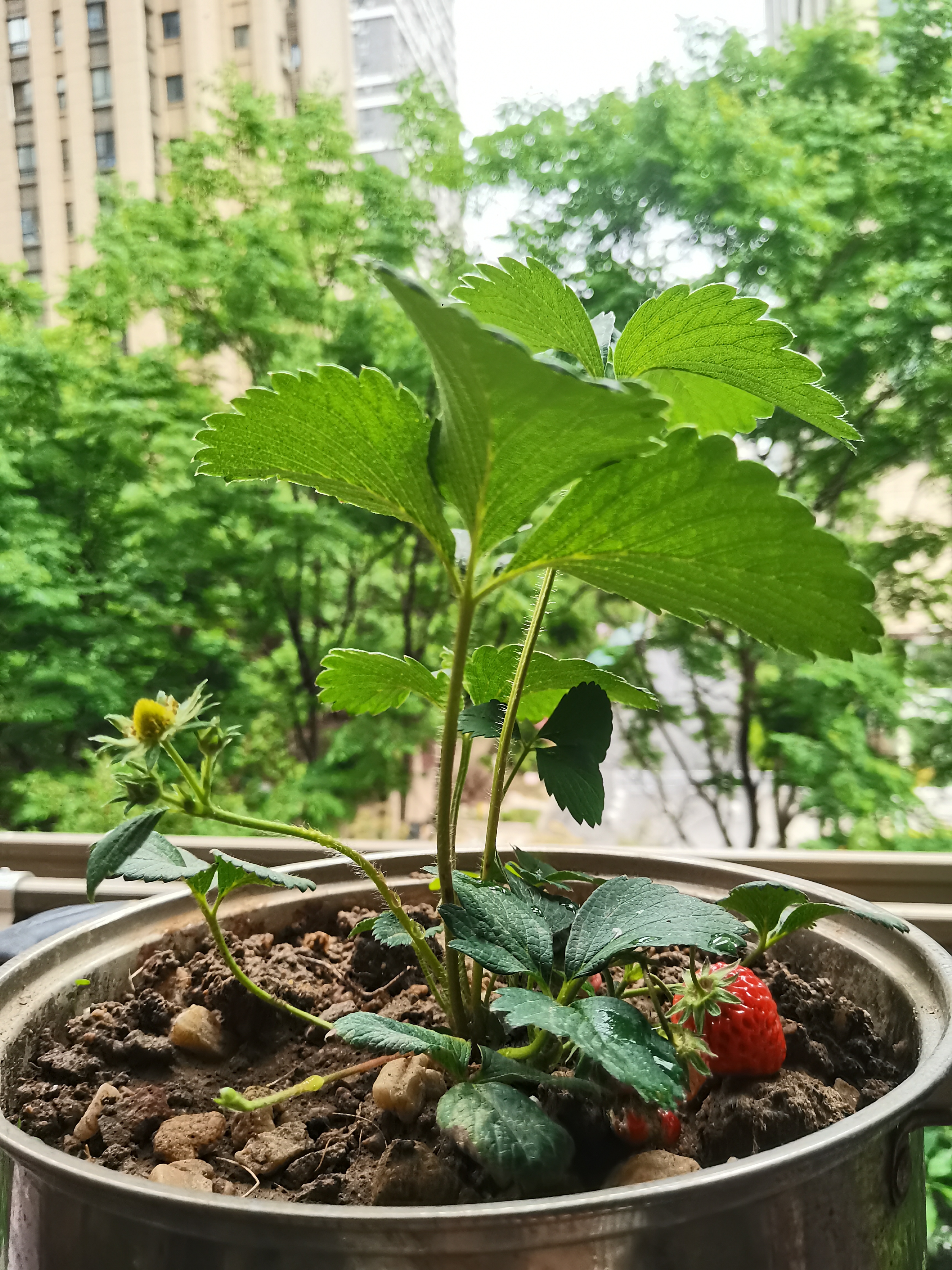 临雅特级草莓新苗盆栽带盆带土发货可结果丹东奶油草莓苗阳台盆栽 奶油草莓苗1盆-带盆高约10cm 实拍图