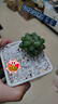 采缇（CAITI）【万人选购】多肉植物带盆 水晶玉露多肉植物幼儿园盆栽 精品玉露+陶瓷盆+营养土 原盆原土 实拍图