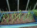 播种心情通用型有机营养土家庭种花种菜多肉花卉盆栽育苗养花土土壤种植土 通用营养土1包10L约5斤 实拍图