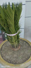 秋芊卉精品铁树大型盆景四季常青公母铁树北方室外地栽盆栽耐寒耐热树苗 球直径16-17cm（树高0.9-1m）1颗 实拍图