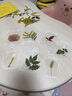 巧心师树叶标本塑封膜20张手工diy材料干花书签春天桃花透明树叶植物 实拍图