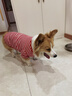 ISPET狗狗衣服宠物泰迪猫咪衣服金毛大中小型犬薄款四季通用&新疆棉 红色-部分码数升级两袖 3XL 建议21-30斤 实拍图