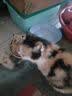 瓜洲牧小鱼干猫咪零食宠物无盐幼猫增肥补钙磨牙猫粮河虾冻干多春鱼 大桶囤货【升级款半桶装500g】 实拍图