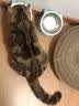 LEGENDSANDY蓝氏猫粮乳鸽10KG猎鸟乳鸽繁育20斤冻干生骨肉全价粮 蓝氏猎鸟乳鸽体验装(80g)*1 实拍图