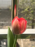 耘淘郁金香种球水培5度球花卉绿植种子土培植物水养盆栽室内室外耐寒 庄园红 红色印象5球+2包肥料 实拍图