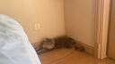 翡冷翠【不爱吃包退】猫粮幼猫成猫全阶段猫粮冻干布偶全价猫粮送试吃装 N40鸡肉半熟奶酪【1.5Kg*3包】 成幼猫通用 实拍图