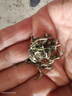 汪裕泰2025春茶 新茶明前特级一等碧螺春绿茶罐装 50g 实拍图