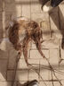 正宗四川红心猕猴桃树苗嫁接苗南方种植盆栽水果树苗弥猴桃苗果苗 (红阳)红心猕猴桃 4年苗 实拍图