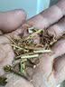 修年堂龙胆草100g 苦胆草 龙胆 绿茶黄芩栀子汤可做原料泡茶煮水 实拍图