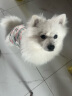 小型犬驱虫套装去跳蚤进口滴剂1支+犬心保S1粒    实拍图