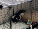 蔻丝狗笼子中小型犬带厕所家用加粗加密宠物幼犬狗狗笼子围栏柯基泰迪 【109*39*47】升级门锁自由开关 升级款：脚垫+滑轮+托盘+扎带 实拍图