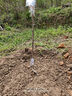 花翁嘉宝果树苗正宗树葡萄苗盆栽庭院绿植源头直发沙巴3年苗高40-50cm 实拍图