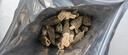 川珍 羊肚菌100g(6-8cm) 大容量滋补煲汤食材 山珍干货去柄火锅菌汤包材料礼物礼品送长辈 实拍图
