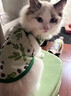 阿莫尔小狗狗猫咪衣服夏季薄款泰迪比熊博美背心宠物小型幼犬透气防掉毛 牛油果（夏季） XS 建议1-2斤 背长20cm 实拍图