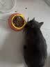 瓜洲牧小鱼干猫咪零食宠物无盐幼猫增肥补钙磨牙猫粮河虾冻干多春鱼 大桶囤货【升级款半桶装500g】 实拍图